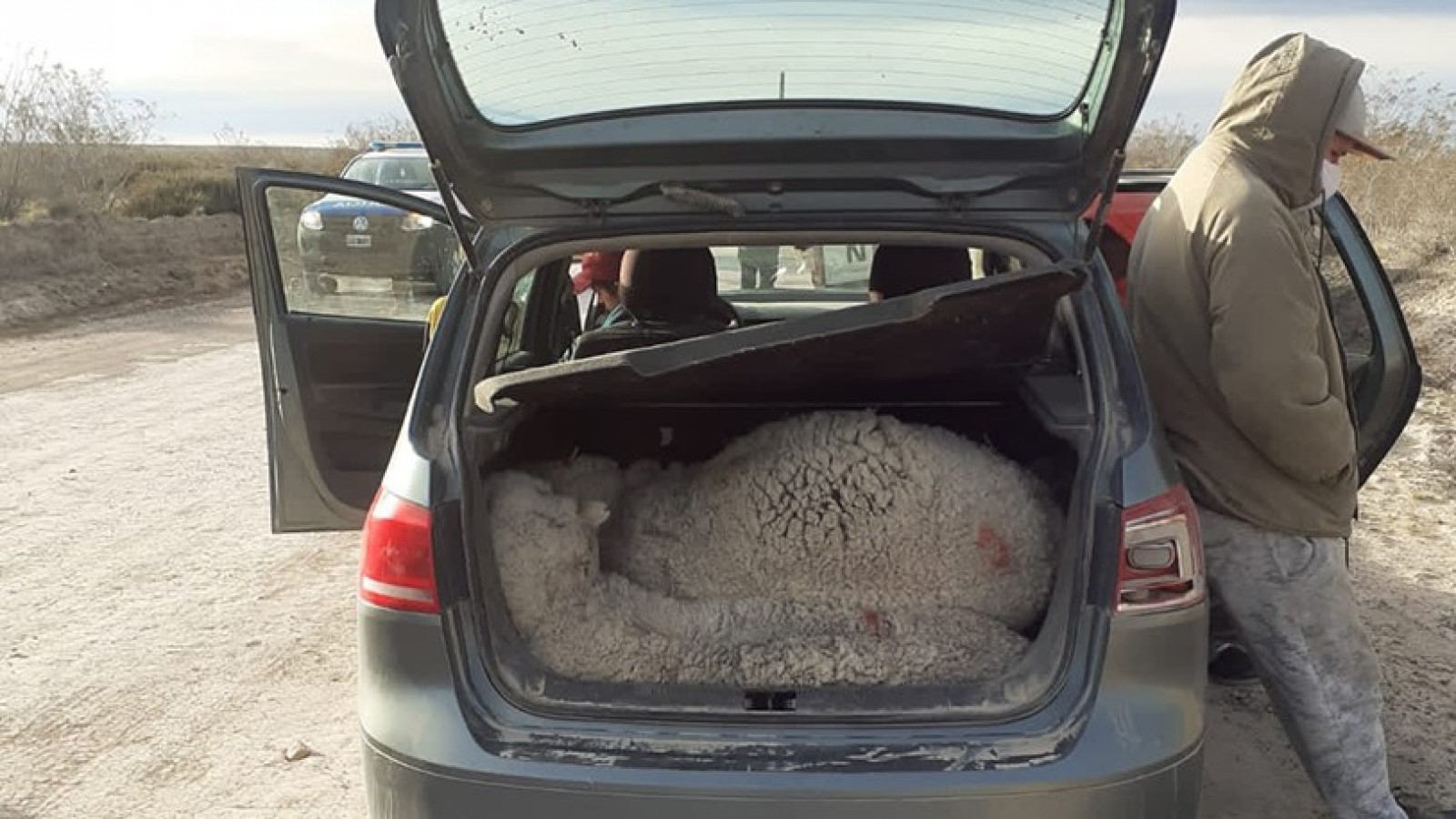 Interceptan a hombre que circulaba con capones vivos en el baúl